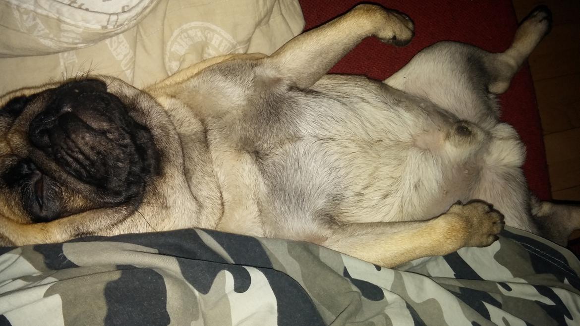 Mops Dexter Himmelhund billede 18