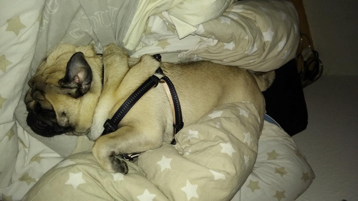 Mops Dexter Himmelhund billede 19