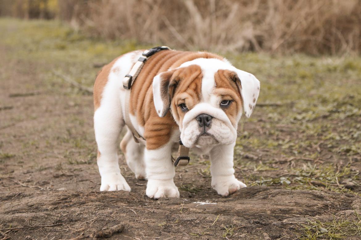 Engelsk bulldog Winston (tidligere hund)  billede 38