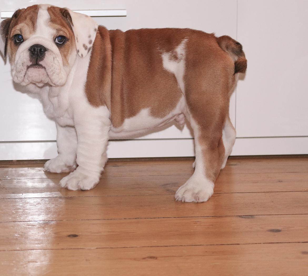 Engelsk bulldog Winston (tidligere hund)  billede 39