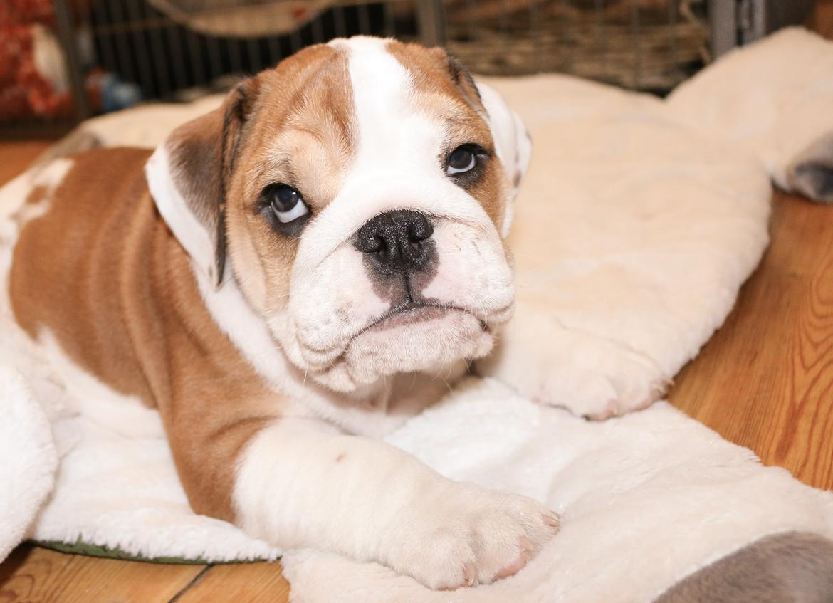 Engelsk bulldog Winston (tidligere hund)  billede 40