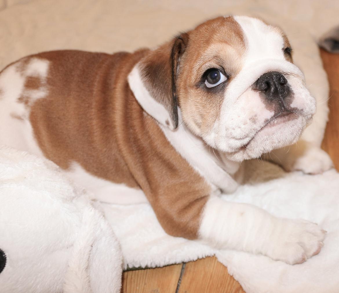 Engelsk bulldog Winston (tidligere hund)  billede 41