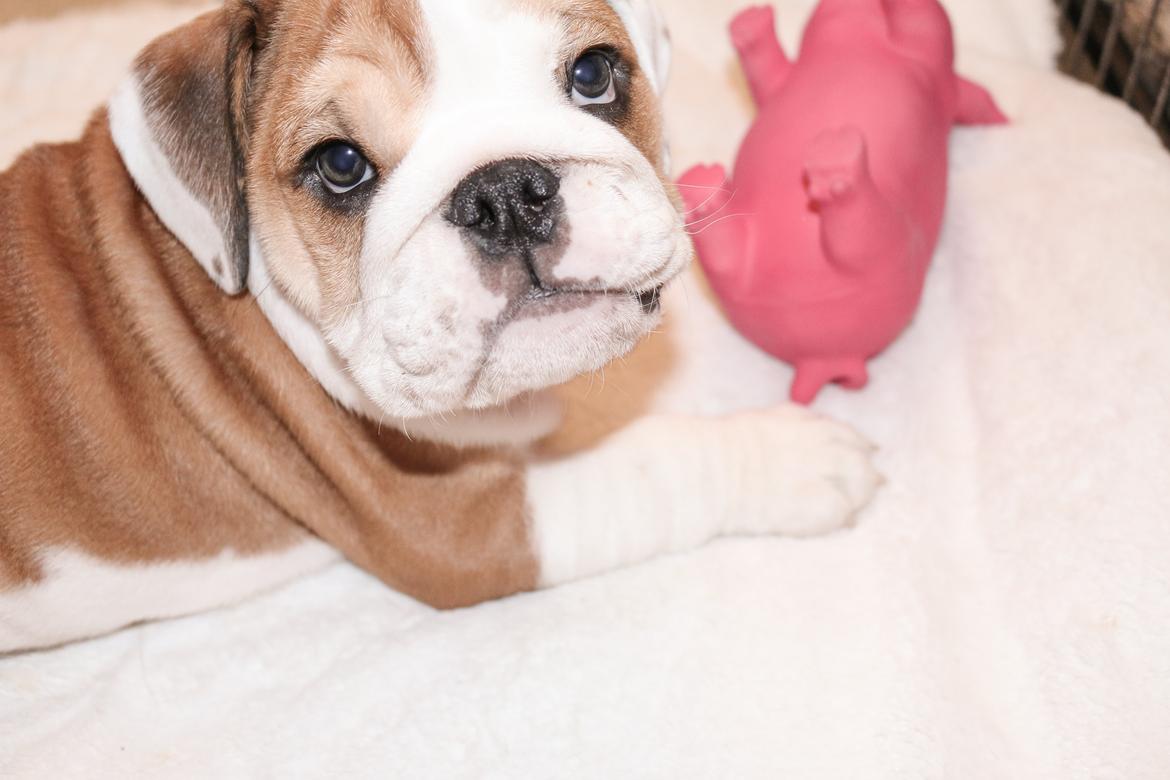 Engelsk bulldog Winston (tidligere hund)  billede 42