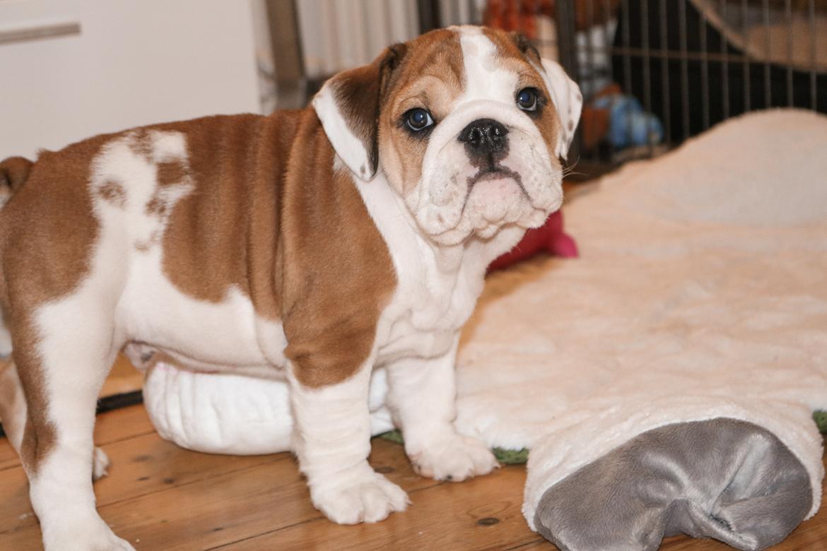 Engelsk bulldog Winston (tidligere hund)  billede 43