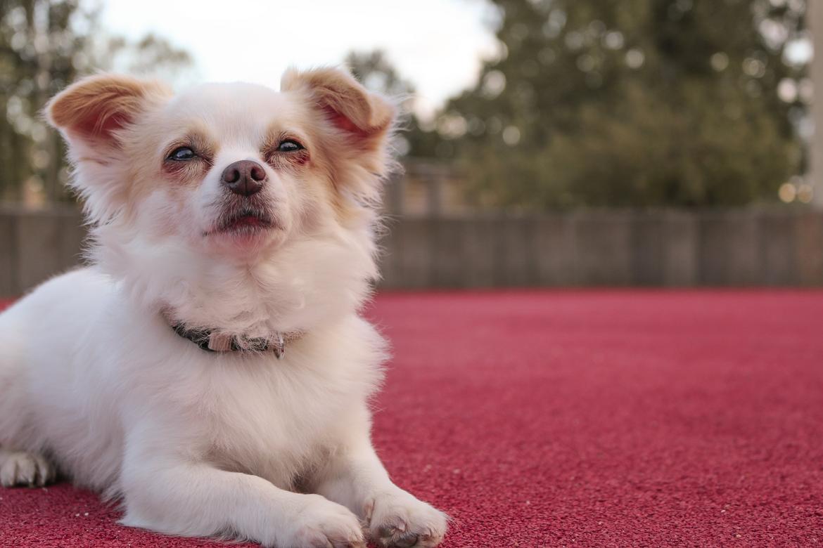 Chihuahua Loui billede 16