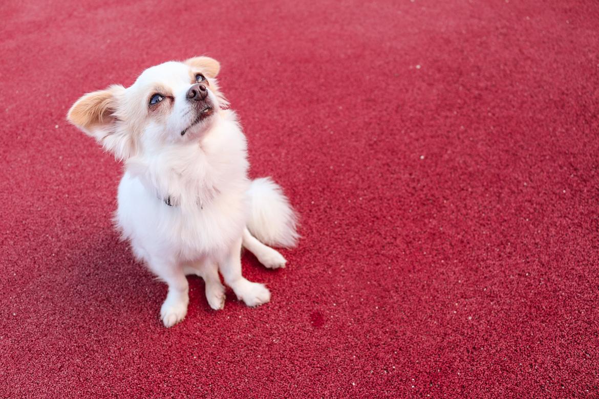 Chihuahua Loui billede 17