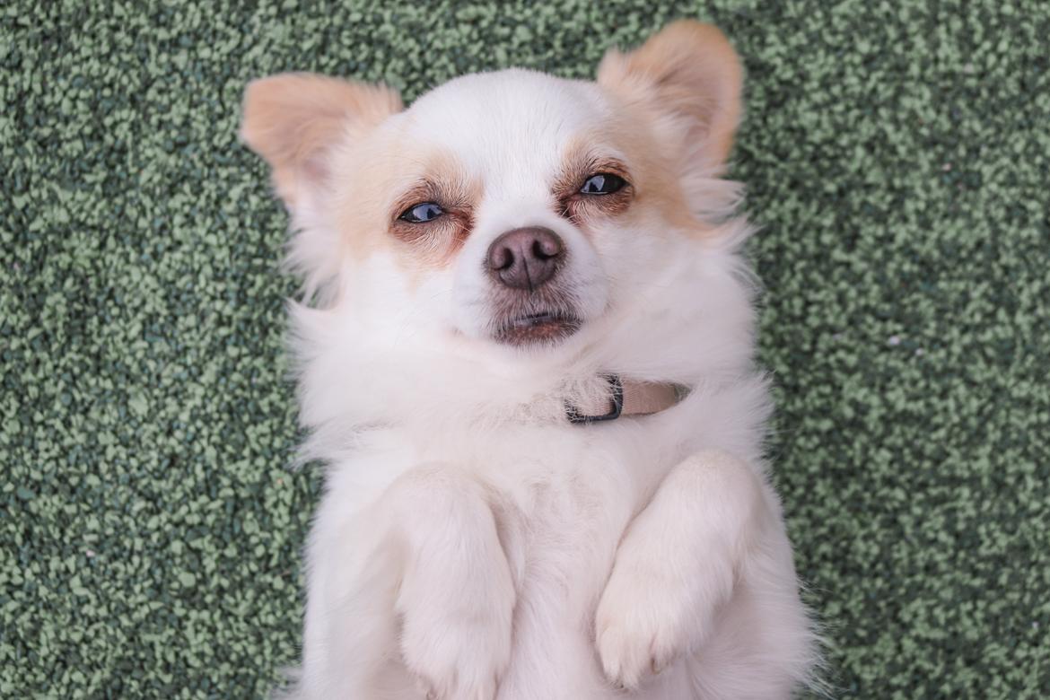 Chihuahua Loui billede 19