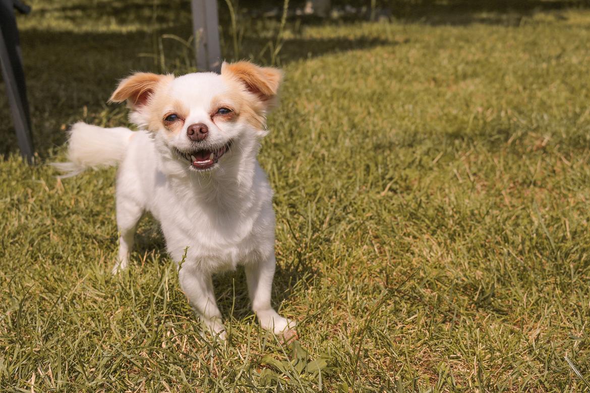 Chihuahua Loui billede 20