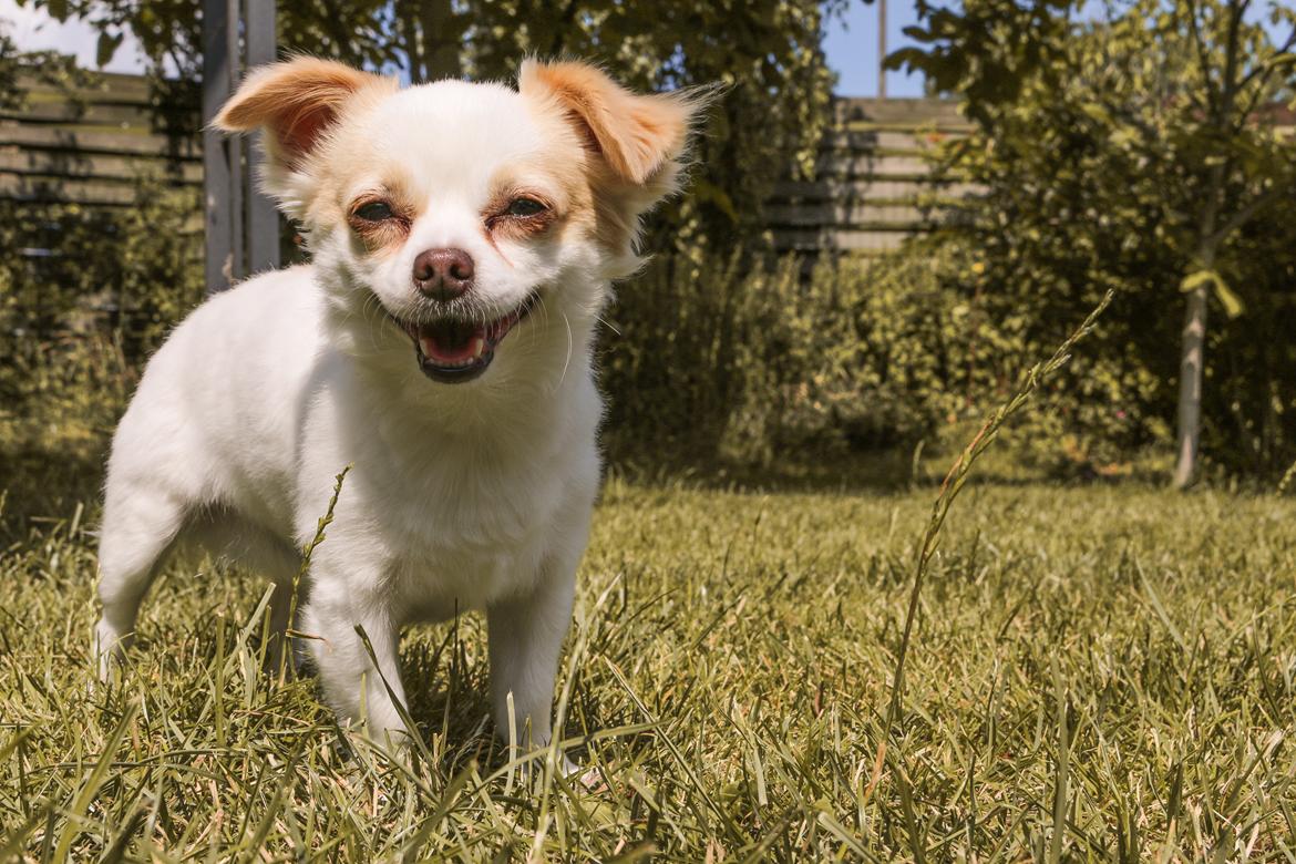 Chihuahua Loui billede 21