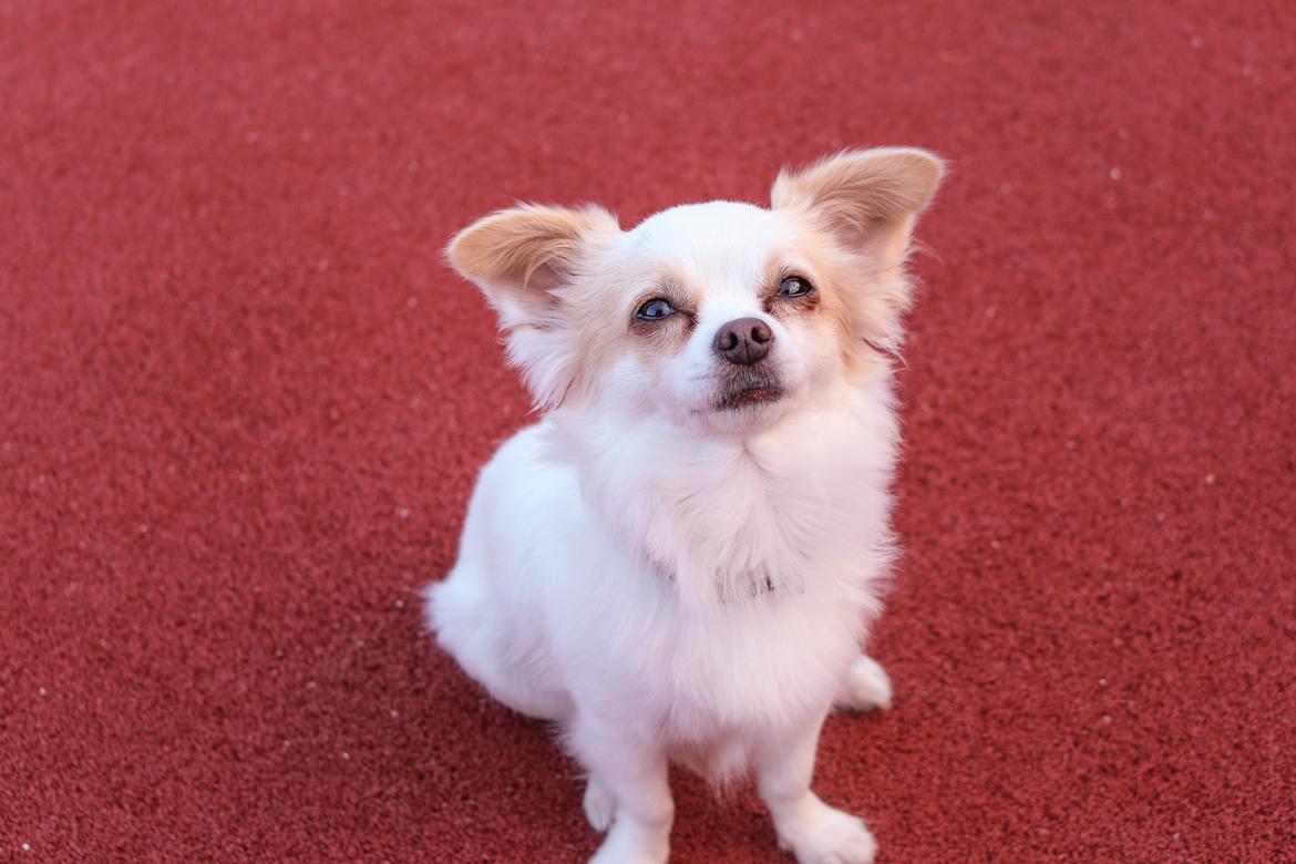 Chihuahua Loui billede 18