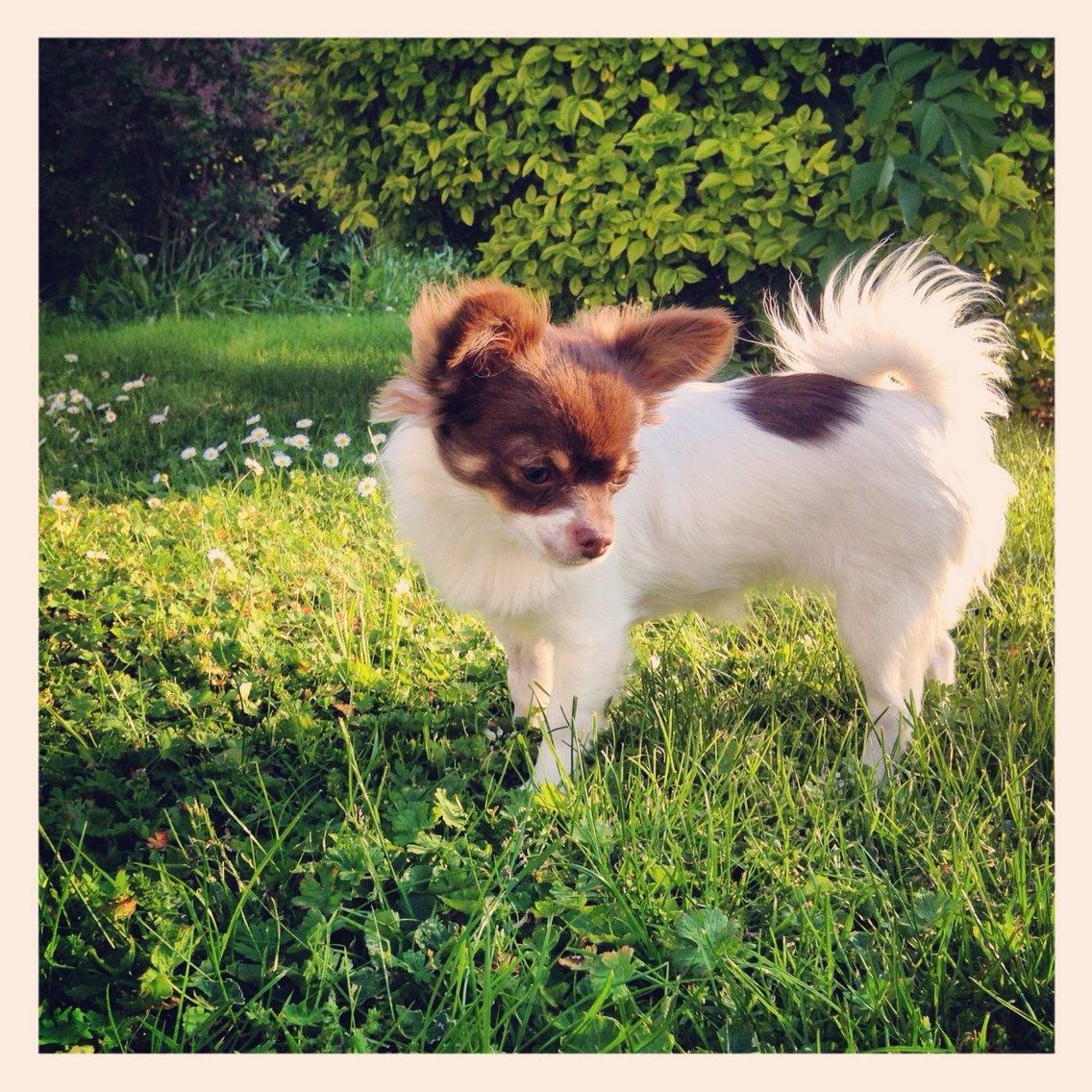 Chihuahua Mynthe billede 26