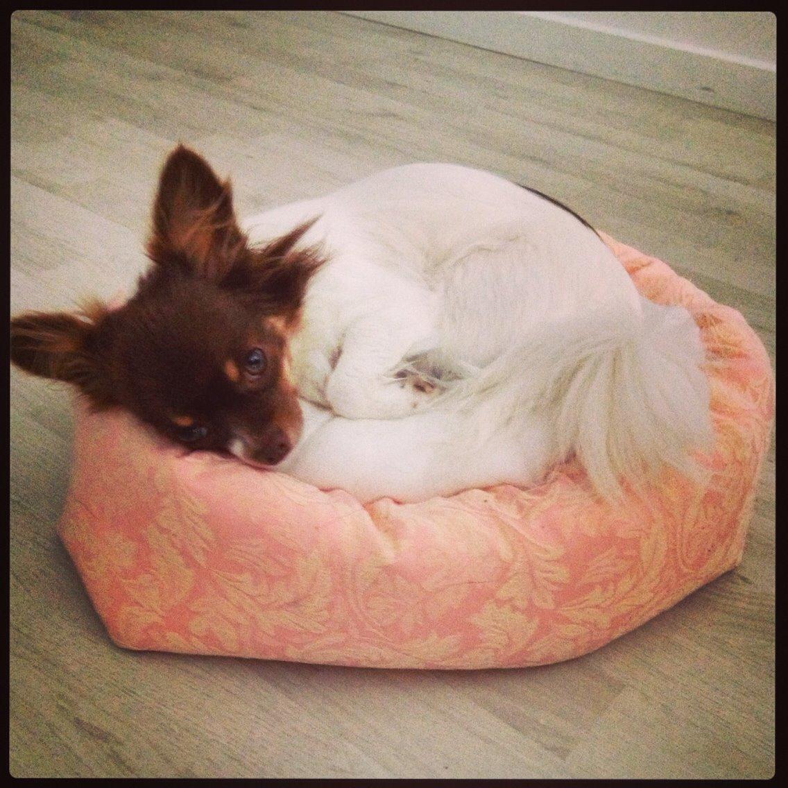 Chihuahua Mynthe billede 27