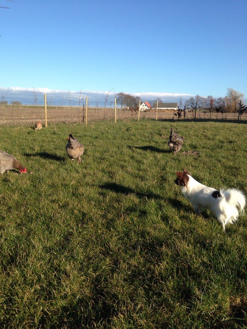 Chihuahua Mynthe billede 28