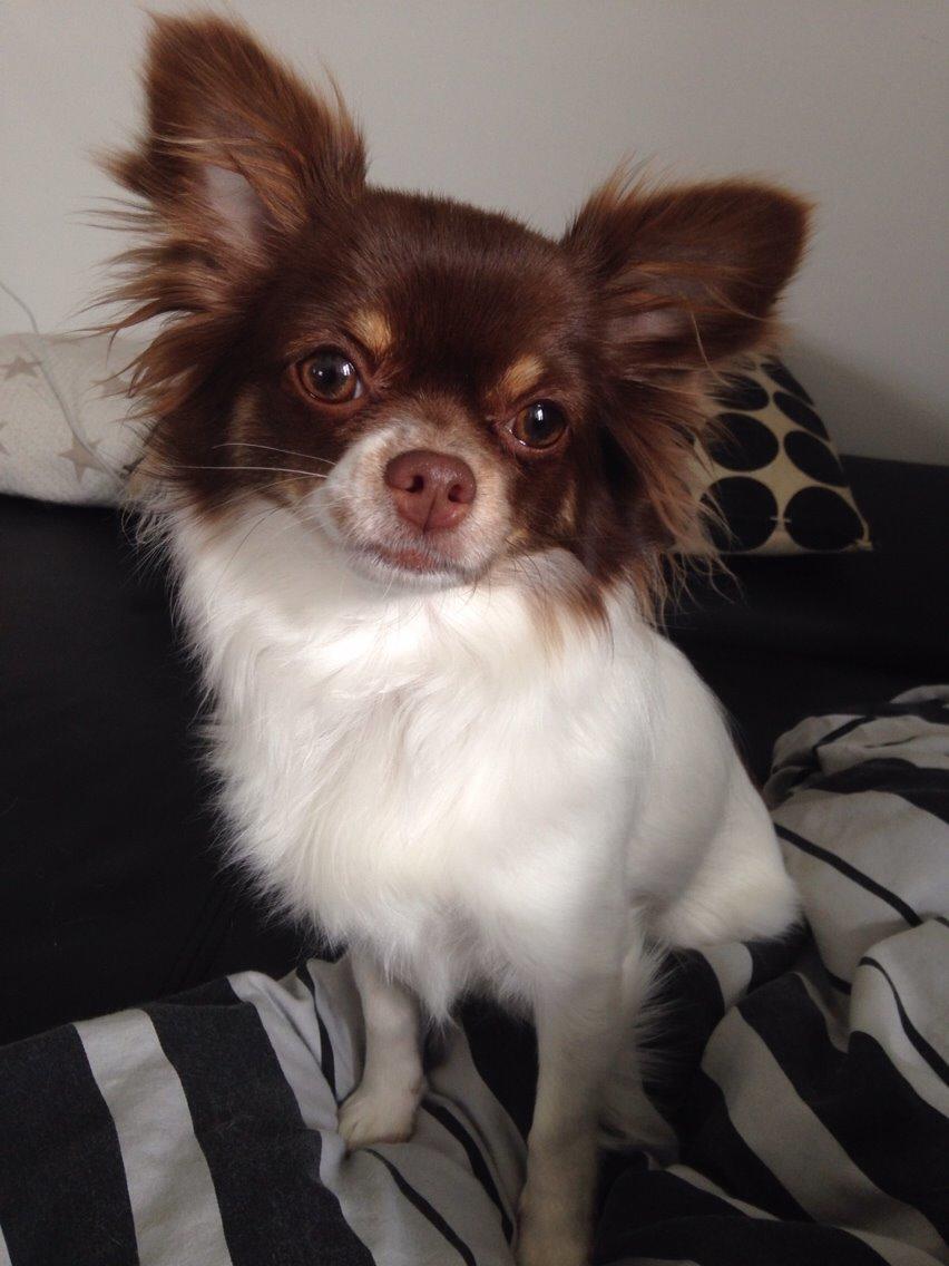 Chihuahua Mynthe billede 30