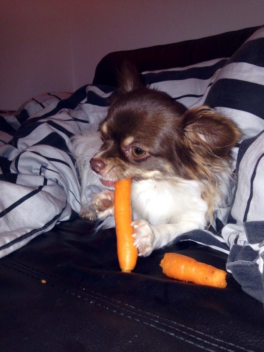 Chihuahua Mynthe billede 29