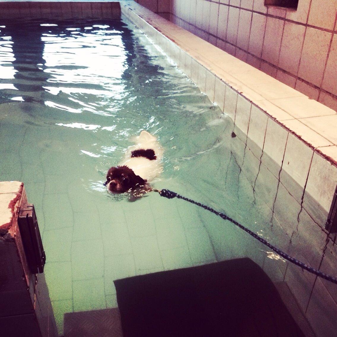 Chihuahua Mynthe billede 31