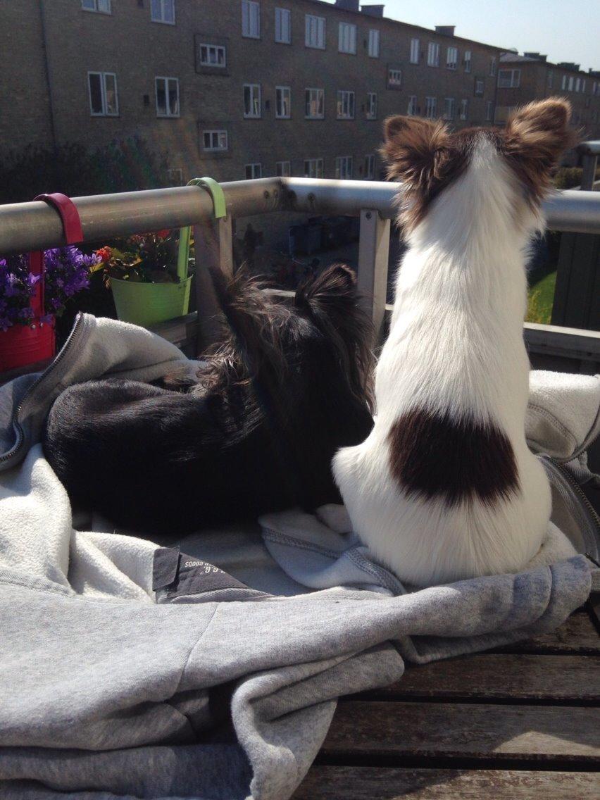 Chihuahua Aya billede 30