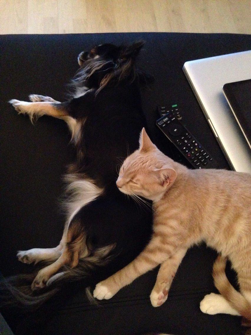 Chihuahua Aya billede 31