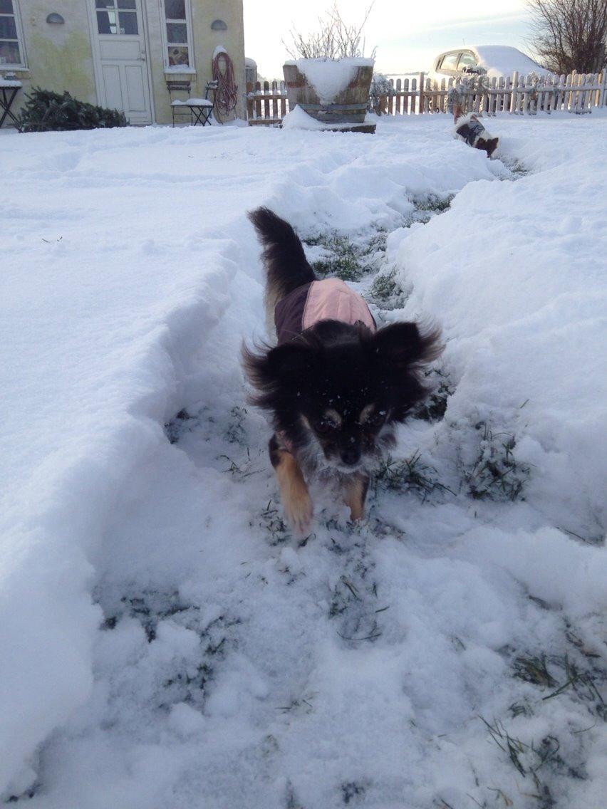 Chihuahua Aya billede 32