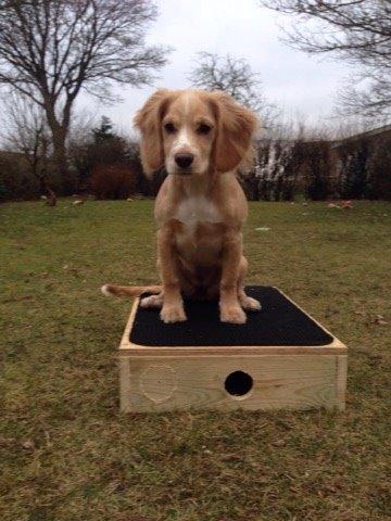 Field Trial Cockerspaniel Spilops Wild Weather Wilma billede 16