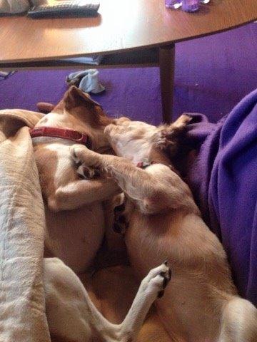 Field Trial Cockerspaniel Spilops Wild Weather Wilma billede 20