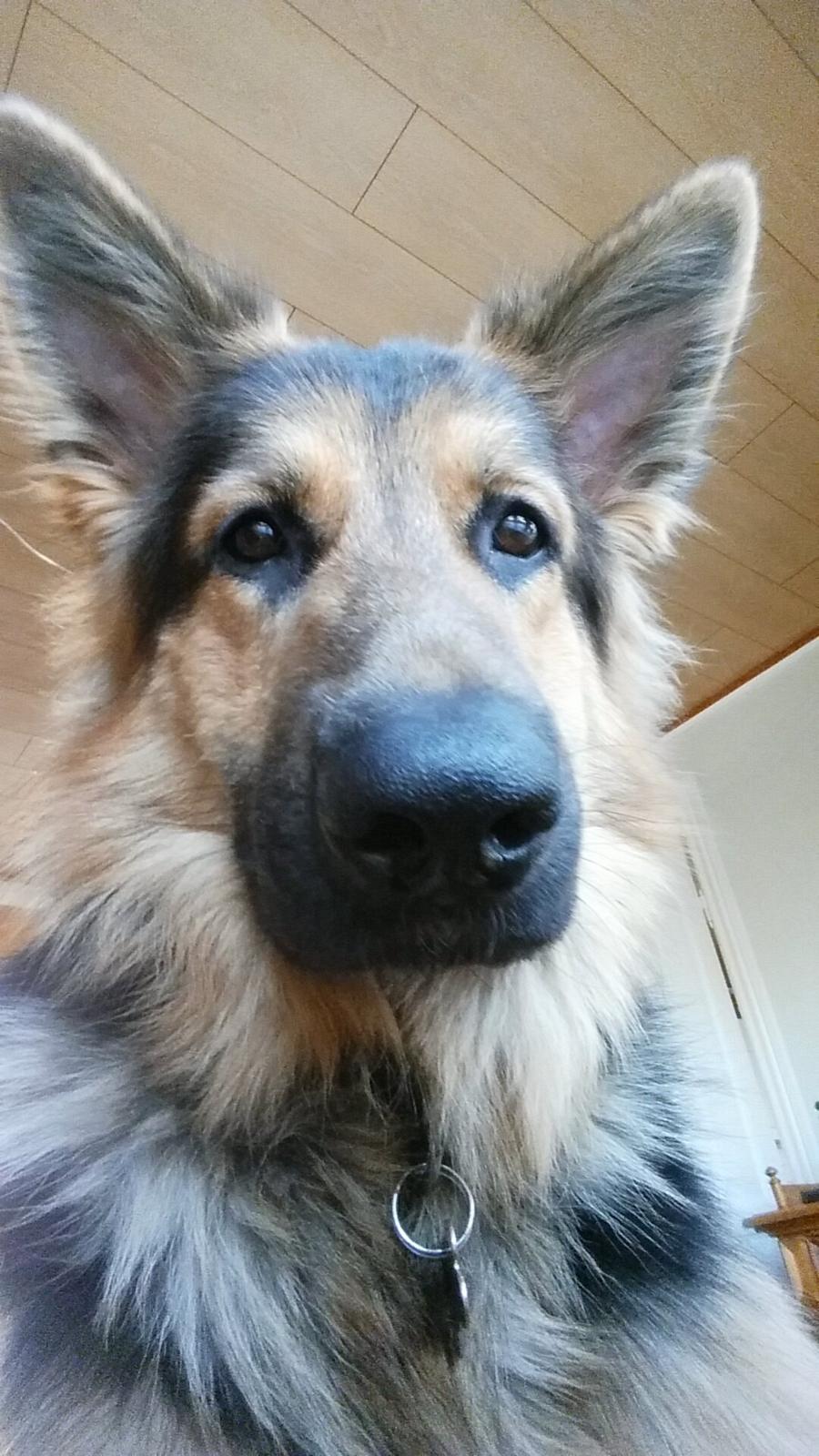 Schæferhund Kenzo billede 19