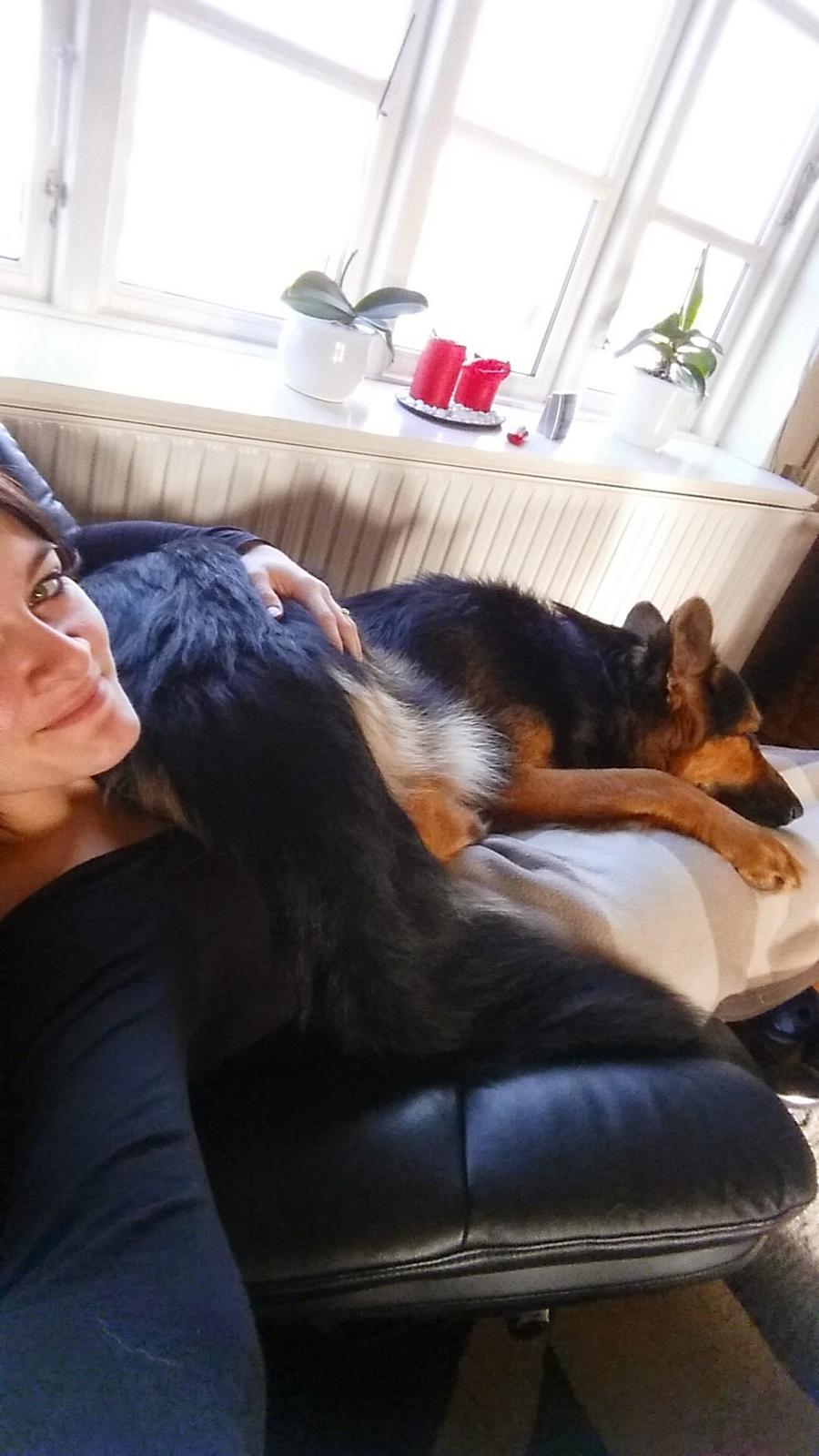 Schæferhund Kenzo billede 23