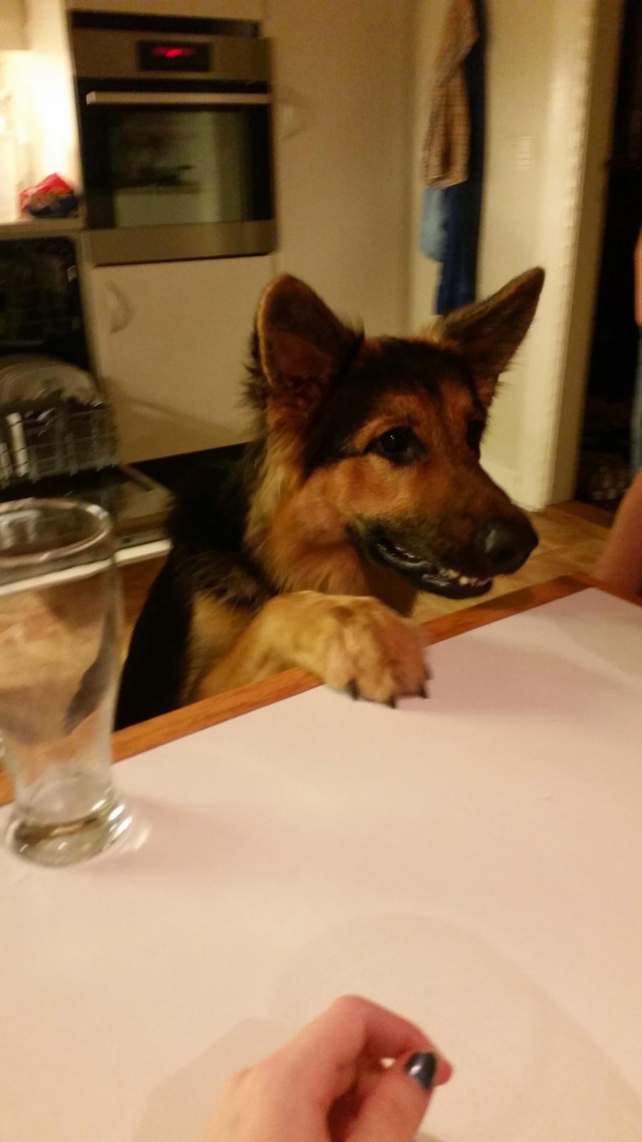 Schæferhund Kenzo billede 21