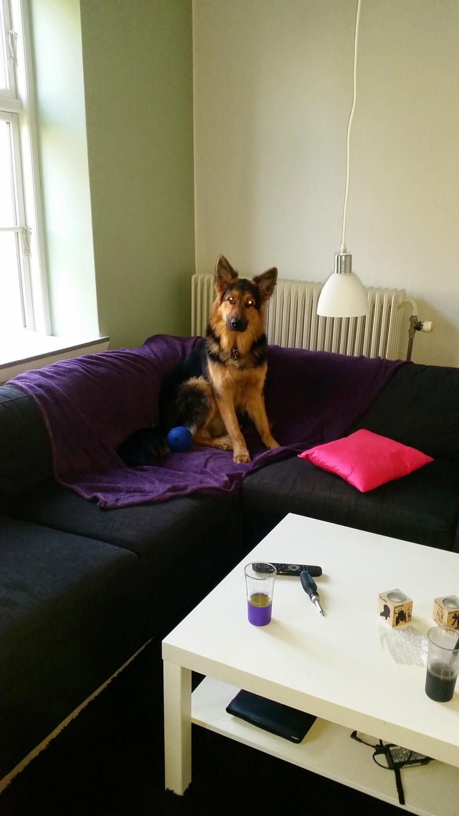 Schæferhund Kenzo billede 18