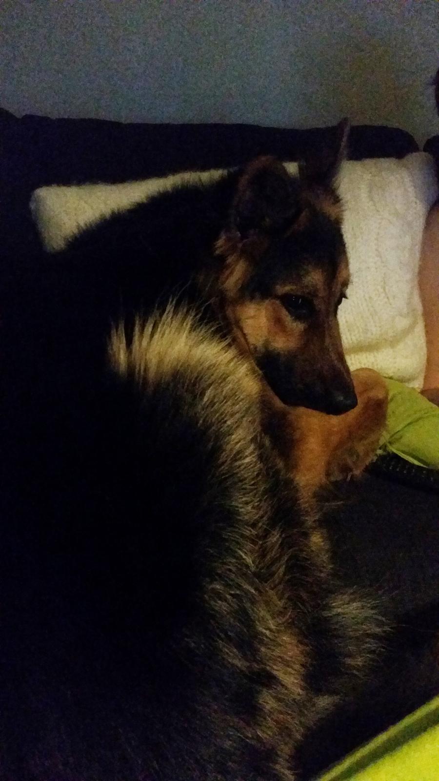 Schæferhund Kenzo billede 24