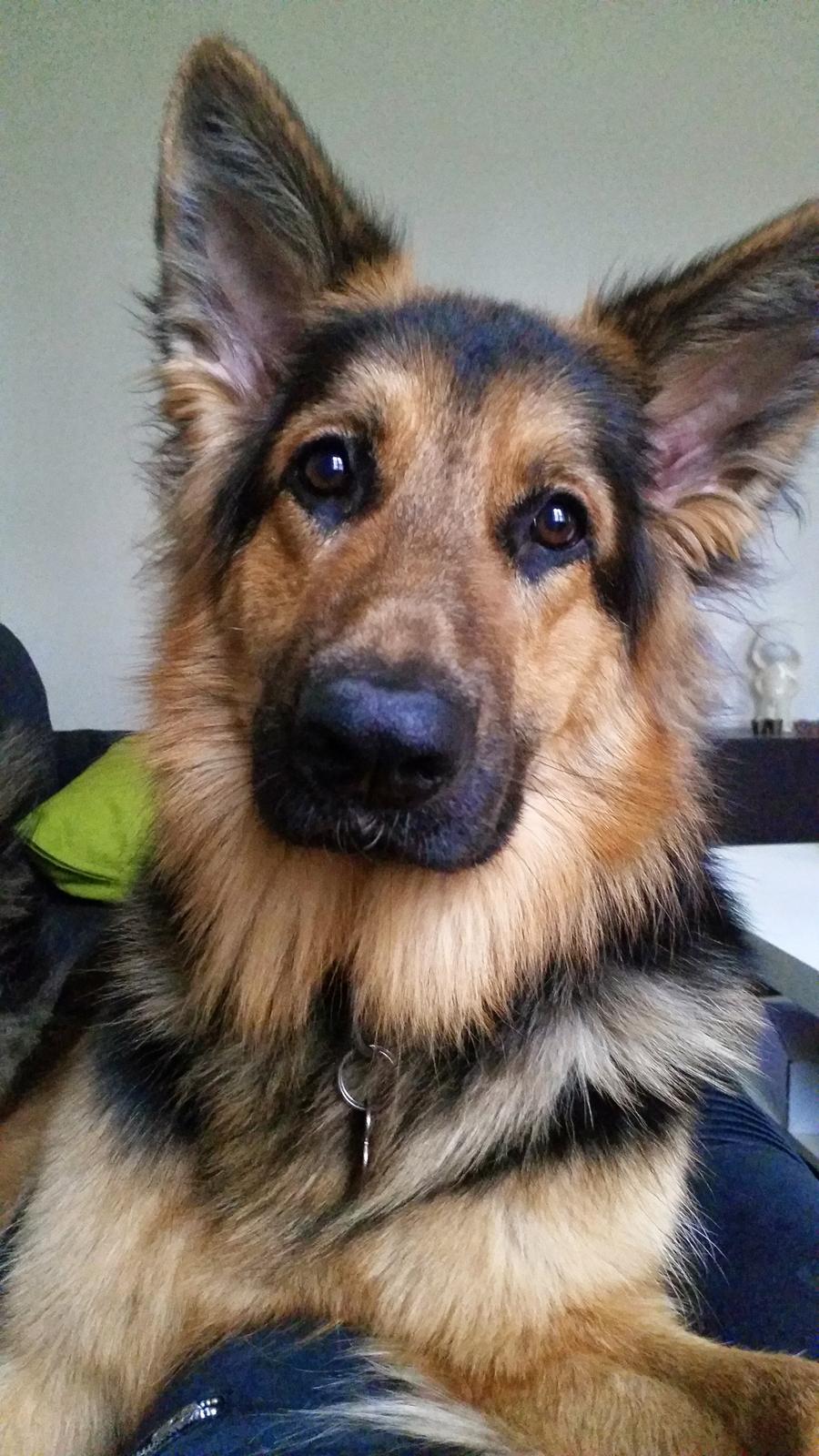 Schæferhund Kenzo billede 25