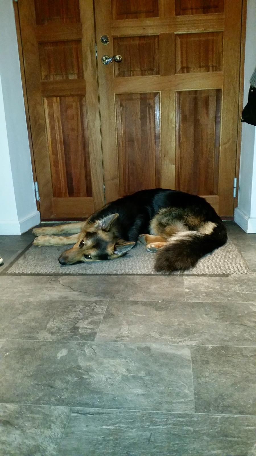 Schæferhund Kenzo billede 26