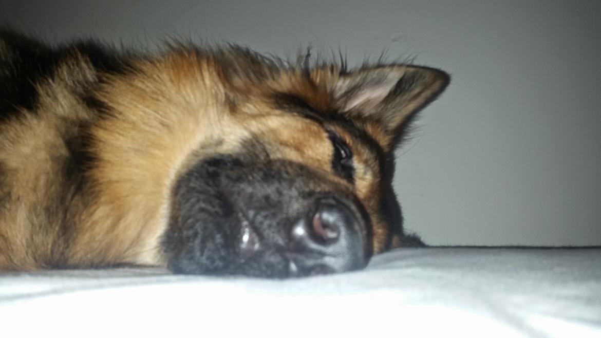 Schæferhund Kenzo billede 27