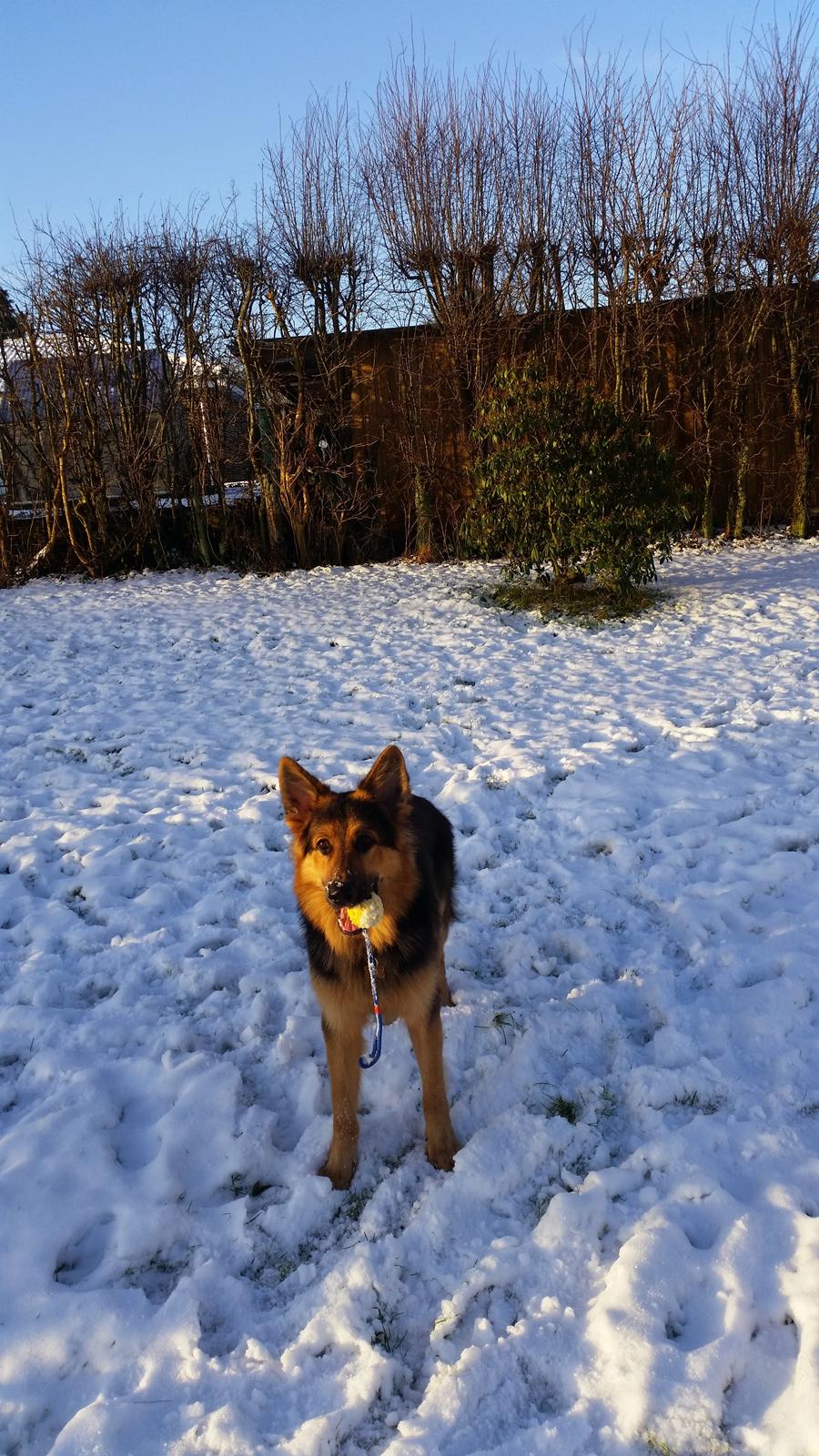 Schæferhund Kenzo billede 20