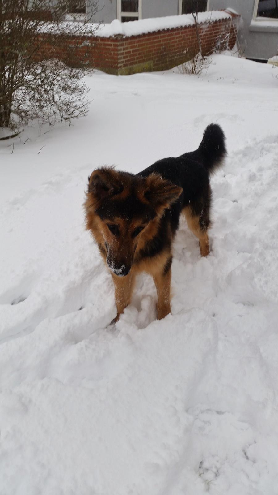 Schæferhund Kenzo billede 28