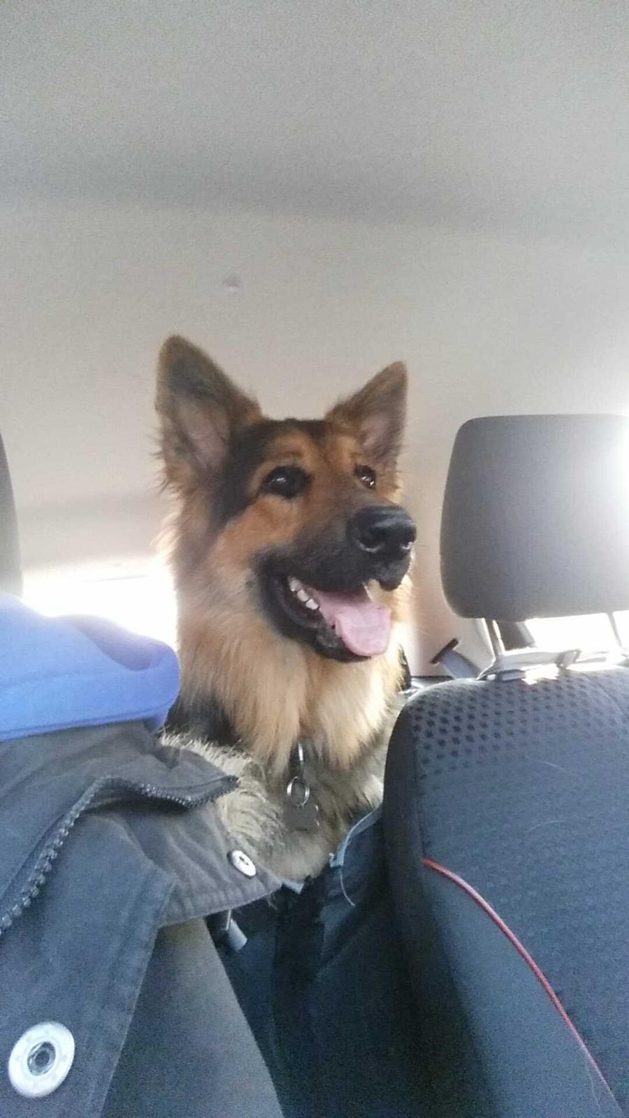 Schæferhund Kenzo billede 33