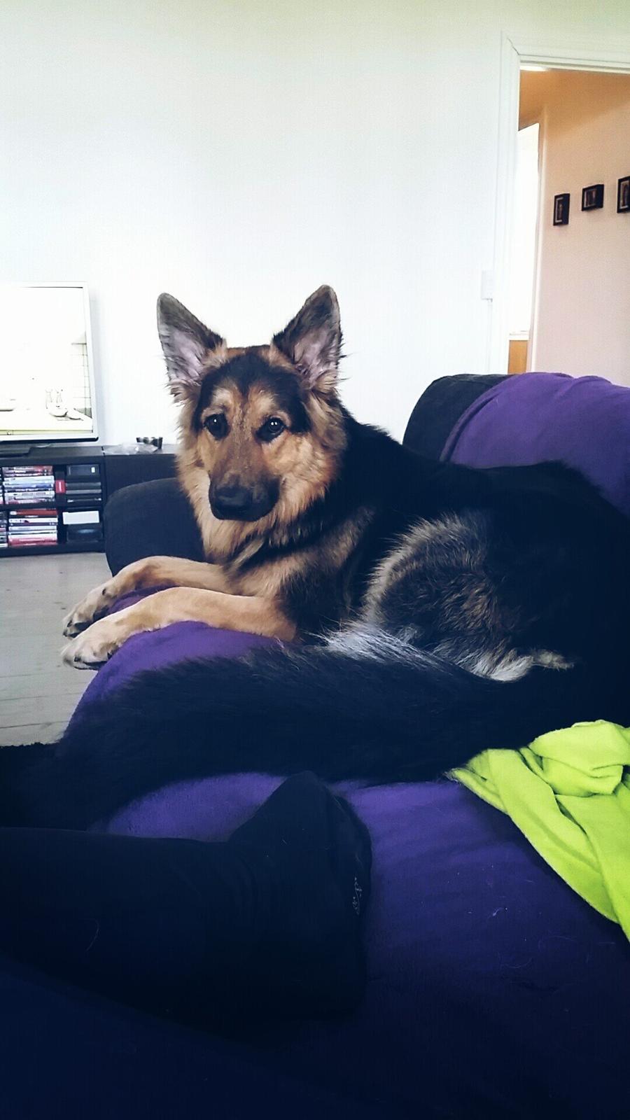 Schæferhund Kenzo billede 34