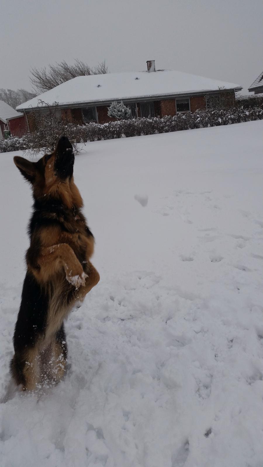 Schæferhund Kenzo billede 29