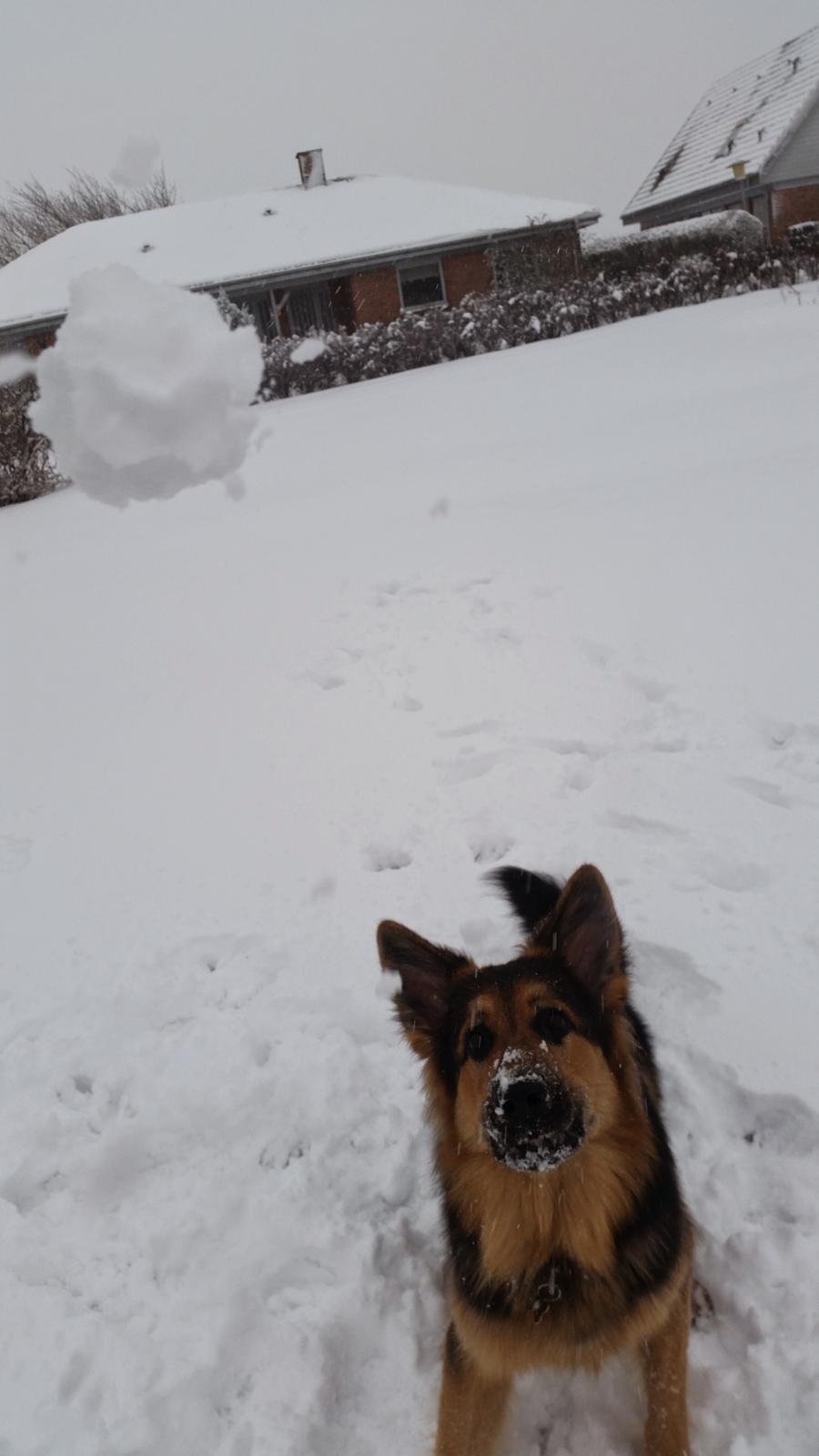 Schæferhund Kenzo billede 31