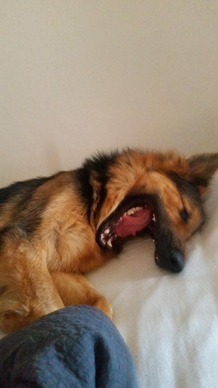 Schæferhund Kenzo billede 32