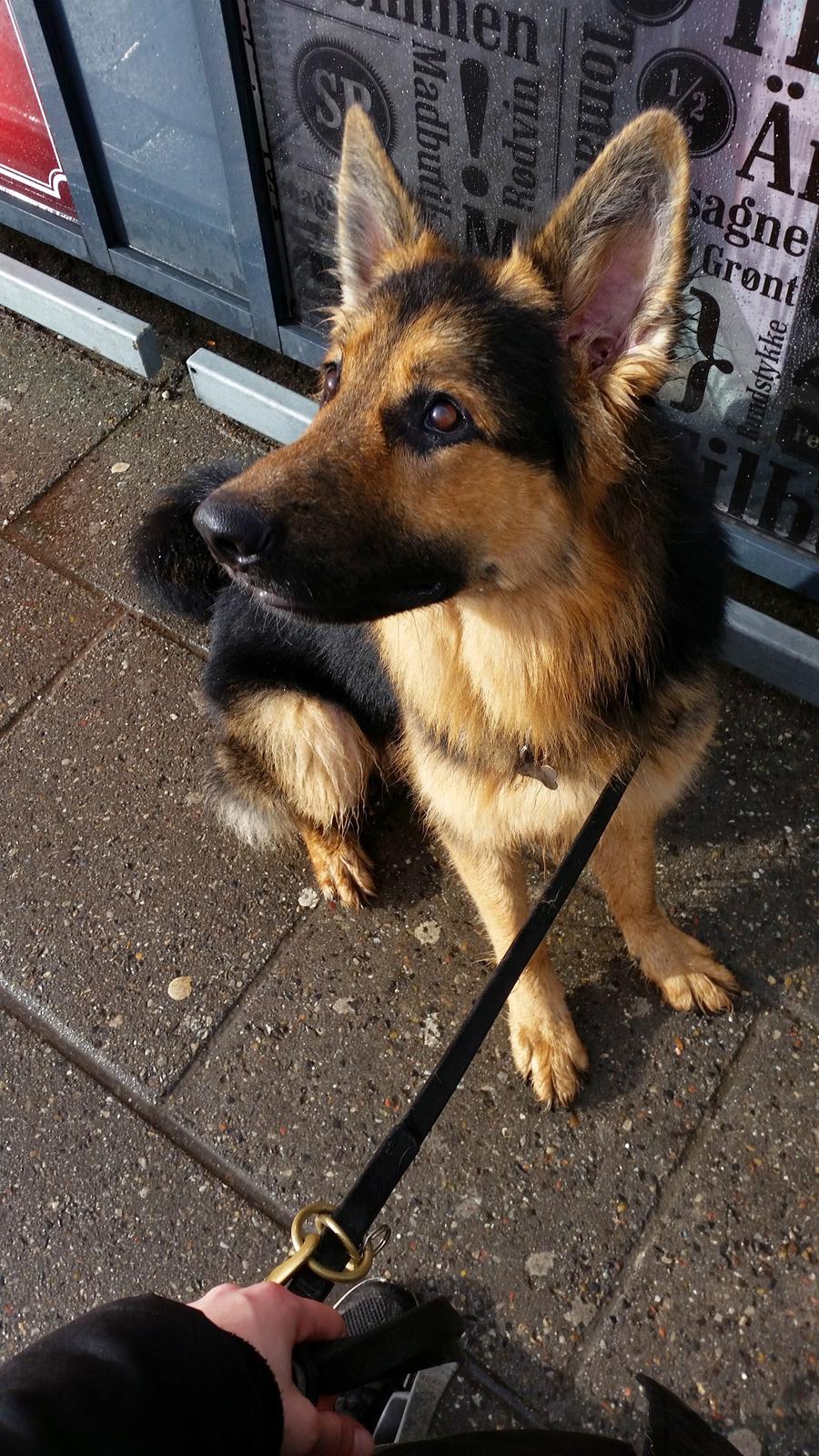 Schæferhund Kenzo billede 30