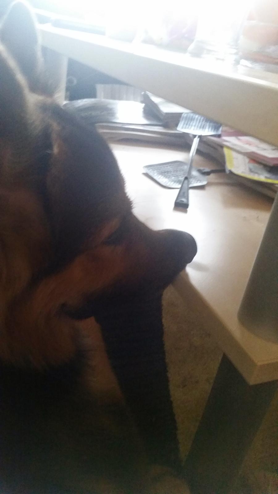 Schæferhund Kenzo billede 35