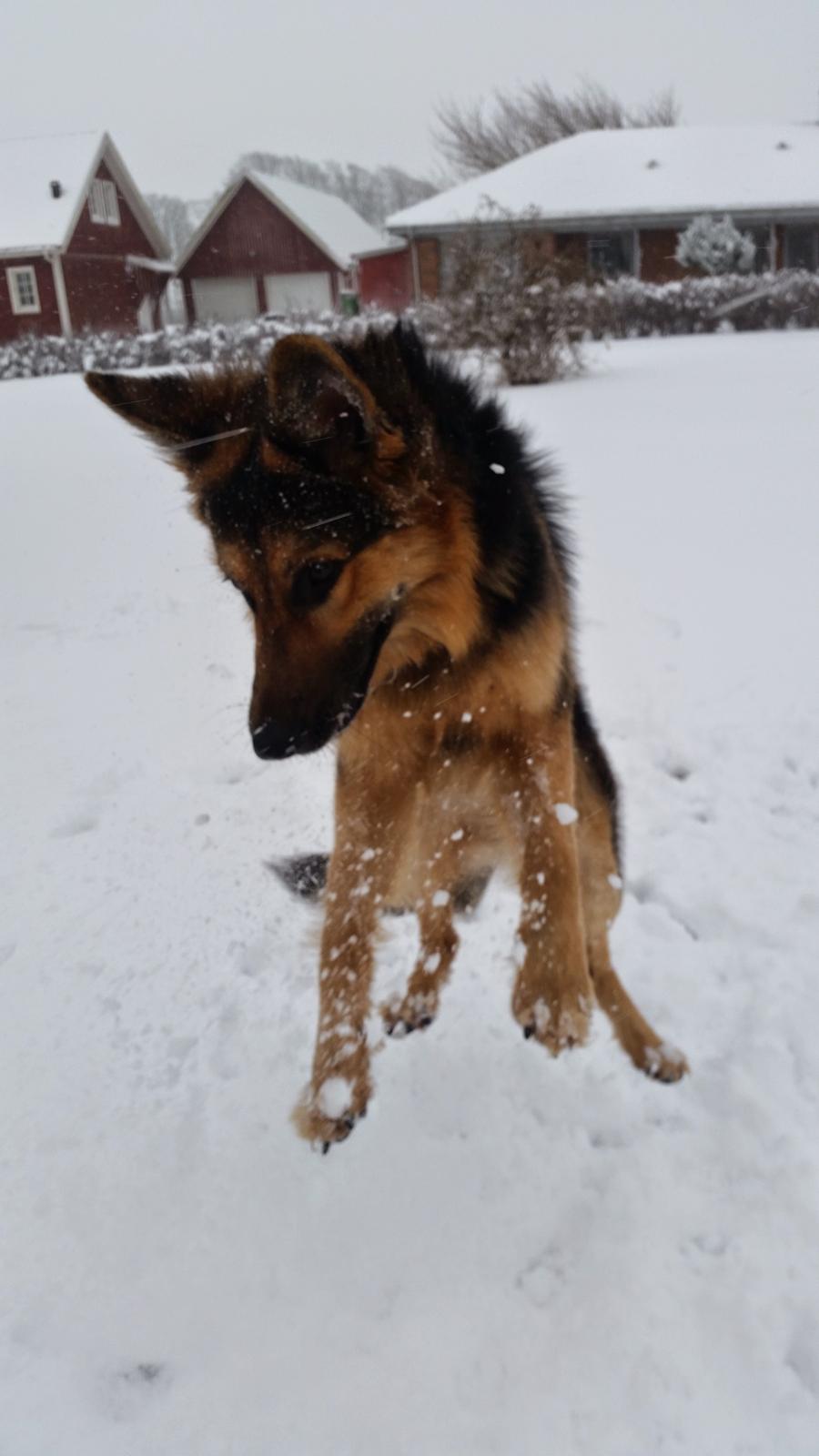 Schæferhund Kenzo billede 36