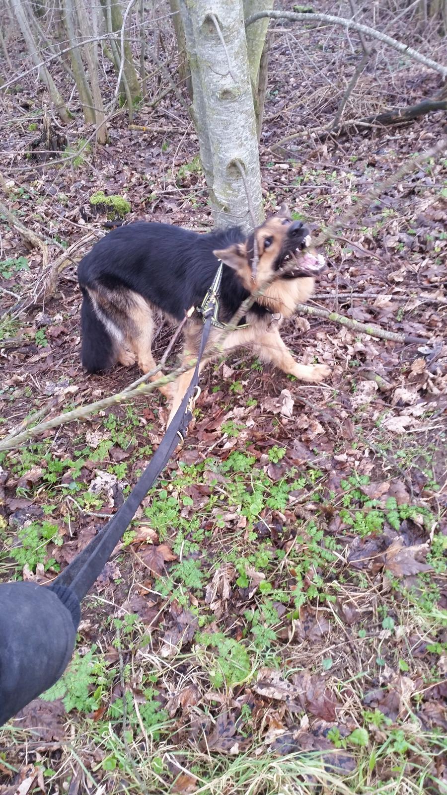 Schæferhund Kenzo billede 37