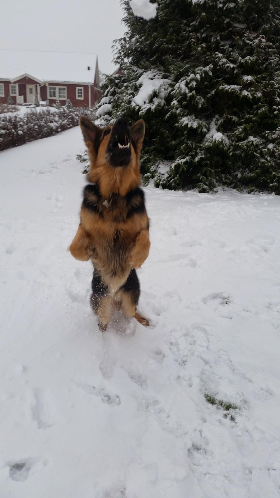 Schæferhund Kenzo billede 39