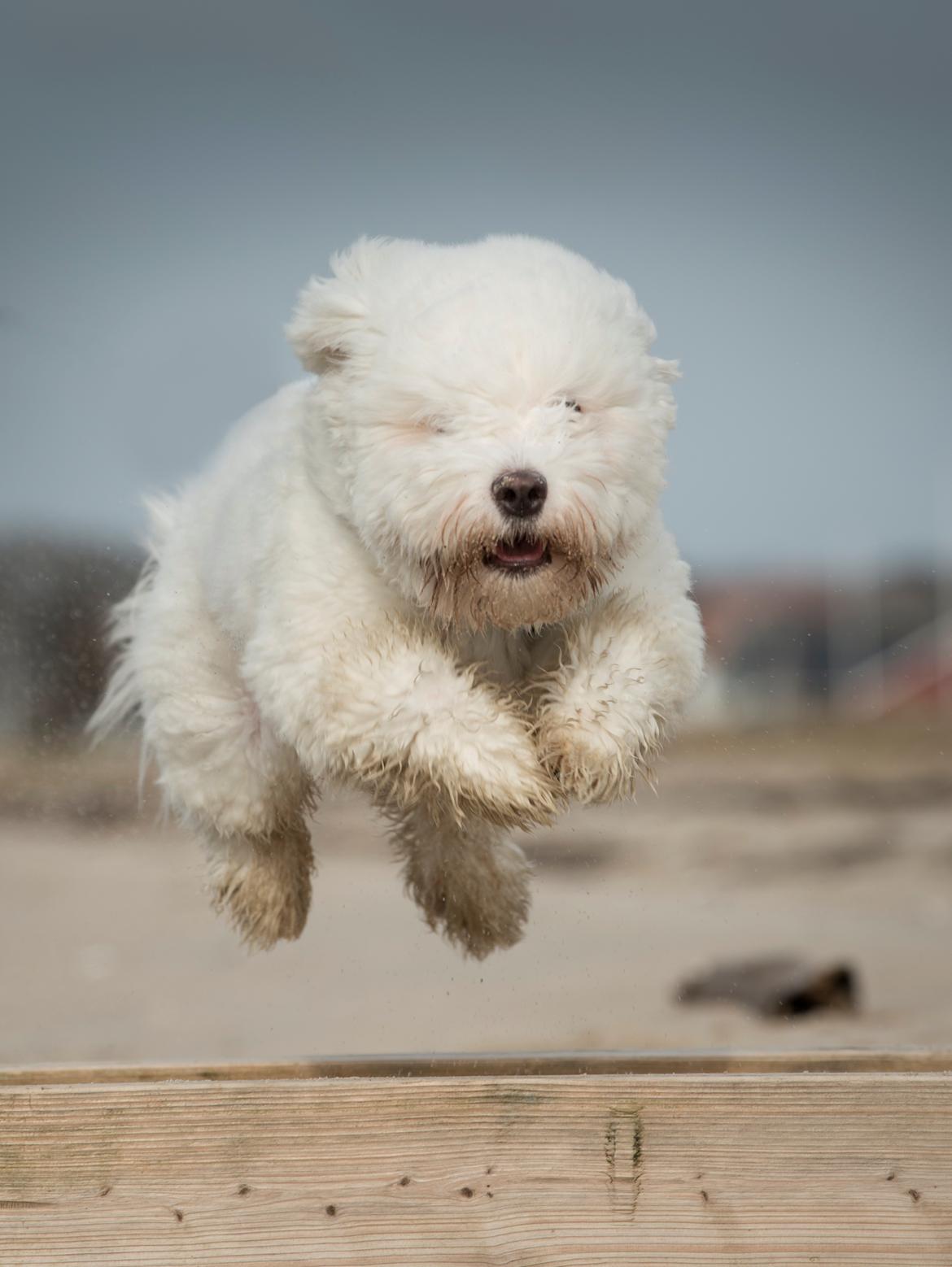 Coton de tulear Napoleon Louis billede 5