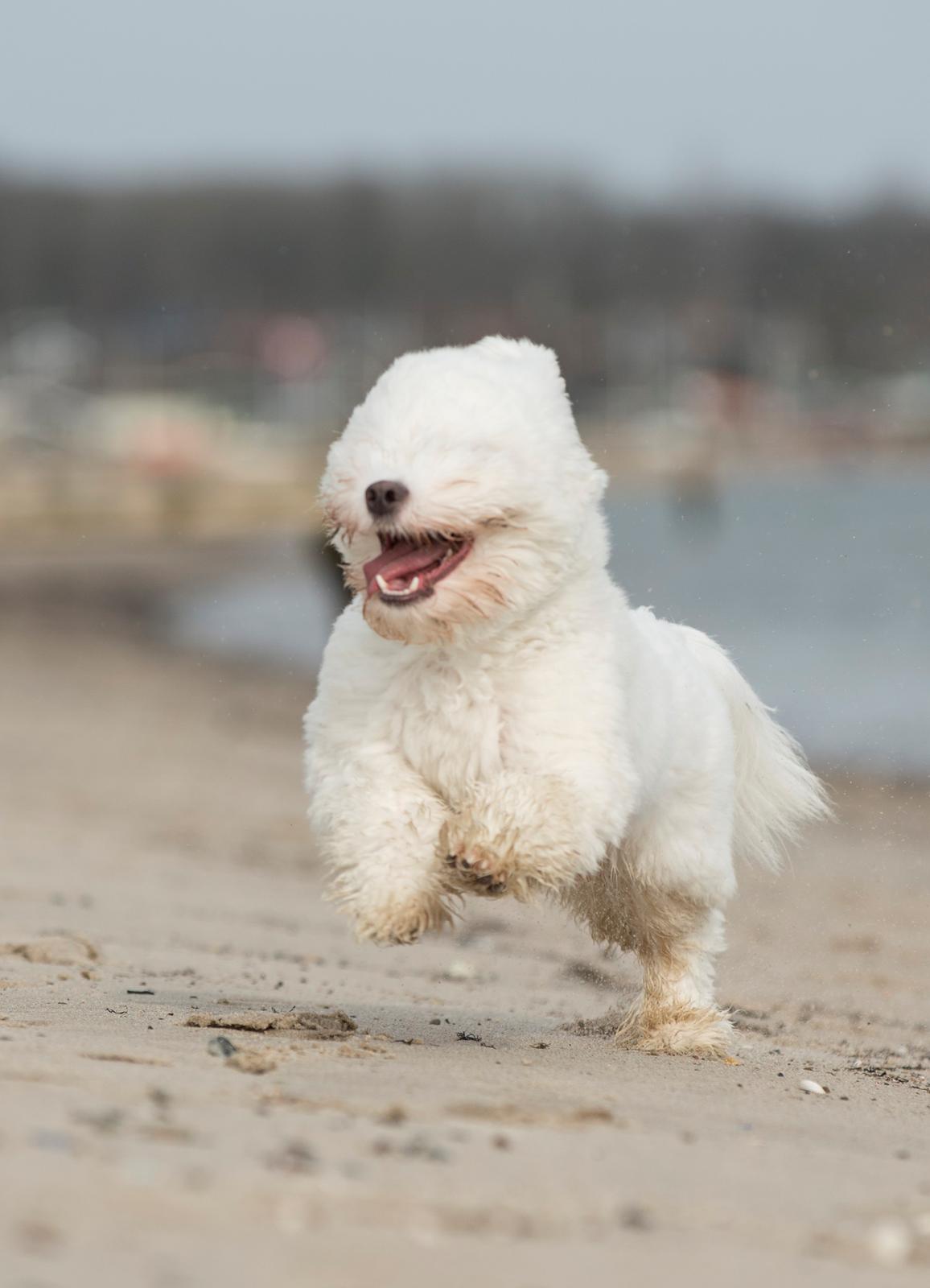 Coton de tulear Napoleon Louis billede 4