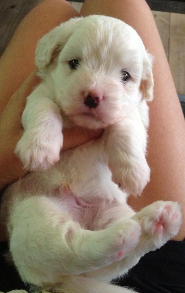 Coton de tulear Napoleon Louis billede 14