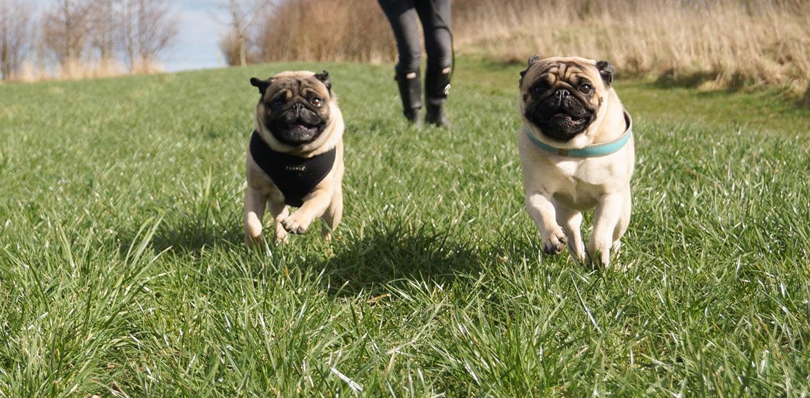 Mops Pelle billede 23