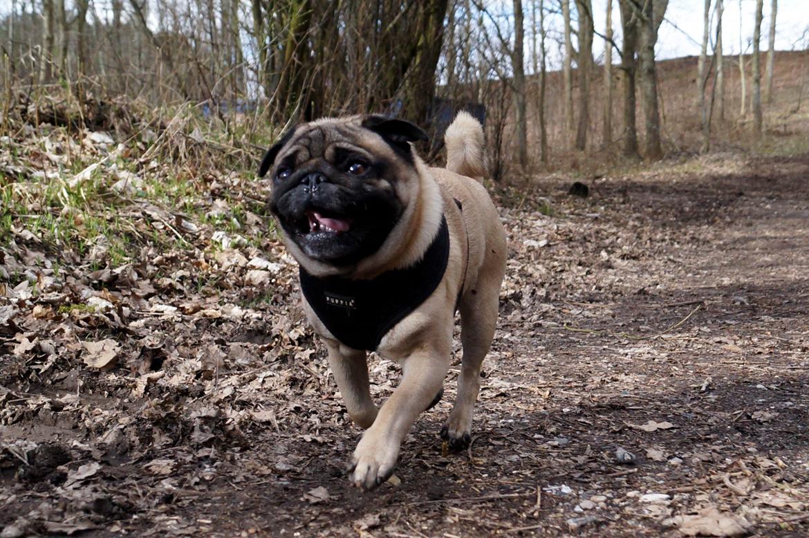 Mops Pelle billede 1